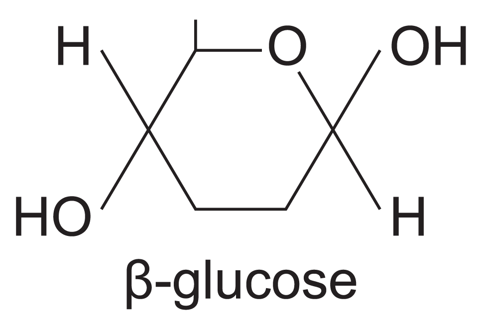 Draw the Haworth structure of beta-D-glucopyranose. | Homework.Study.com