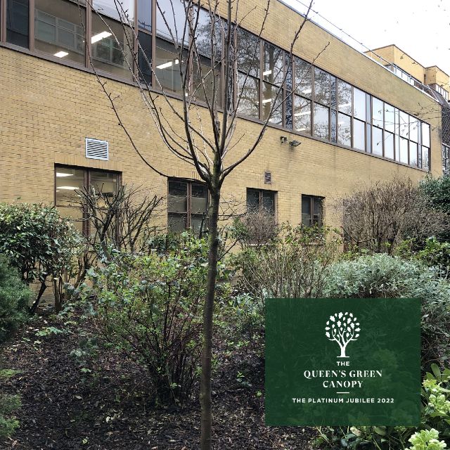 Our newly-planted cherry tree at AQA Guildford